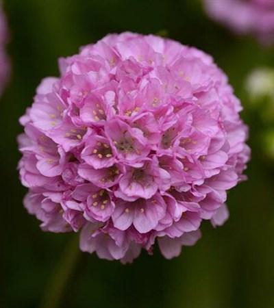Sea Pinks Sweet Dreams